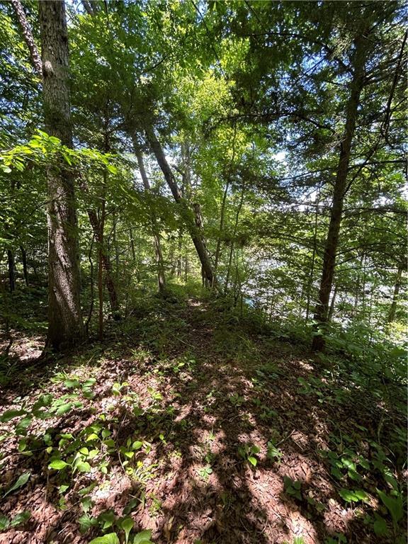 0 Sawtooth Place Carnesville, GA 30521 - Photo 19 of 20 a view of a forest with lots of trees
