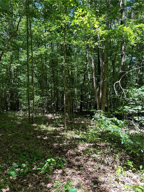 0 Sawtooth Place Carnesville, GA 30521 - Photo 20 of 20 a view of a forest with trees