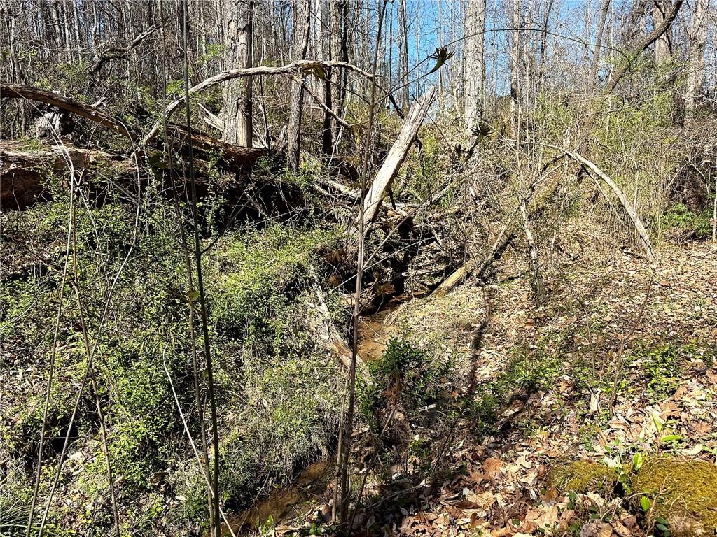 1125 Pecks Road Dahlonega, GA 30533 - Photo 15 of 35 a close up of a plant in a forest