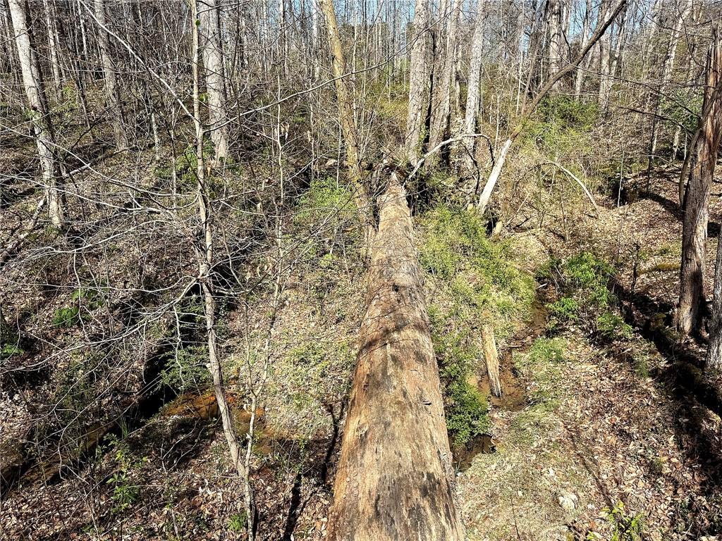 1125 Pecks Road Dahlonega, GA 30533 - Photo 18 of 35 a view of a yard with a tree