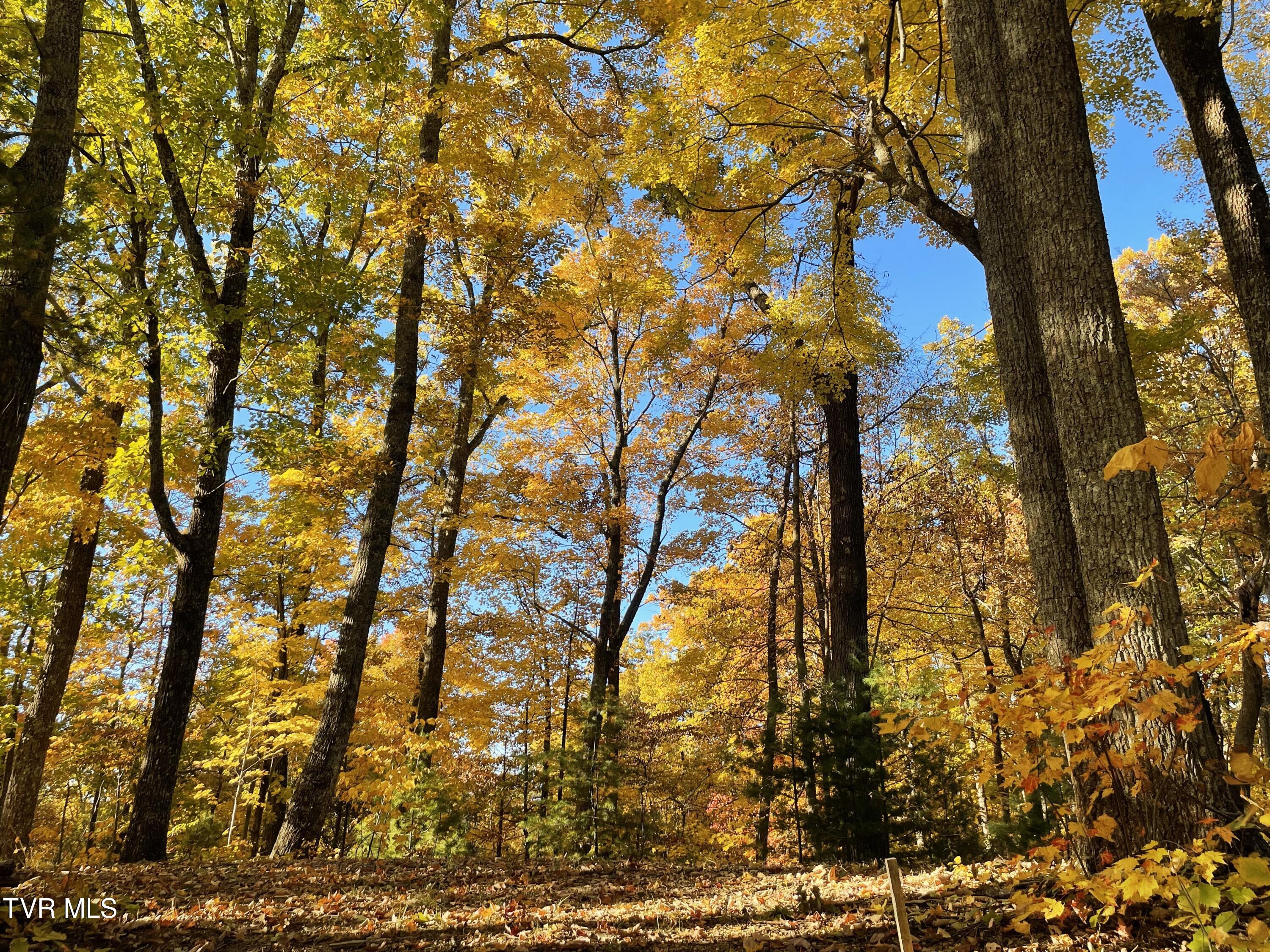 115 Jenny Way Cosby, TN 37722 - Photo 35 of 35 IMG_1807 2