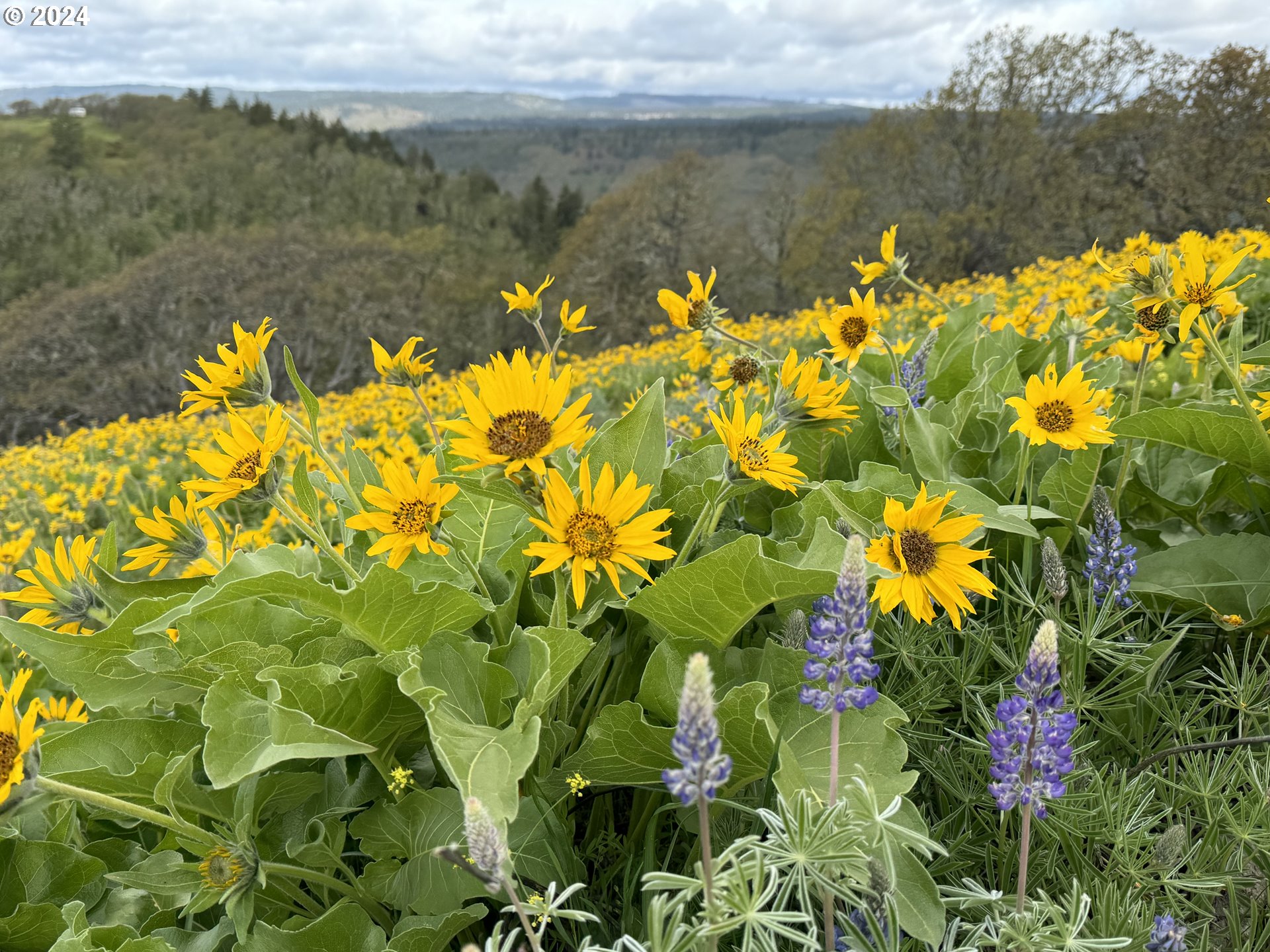 190 Oda Knight Road Lyle, WA 98635 - Photo 45 of 48 Gallery Image 45