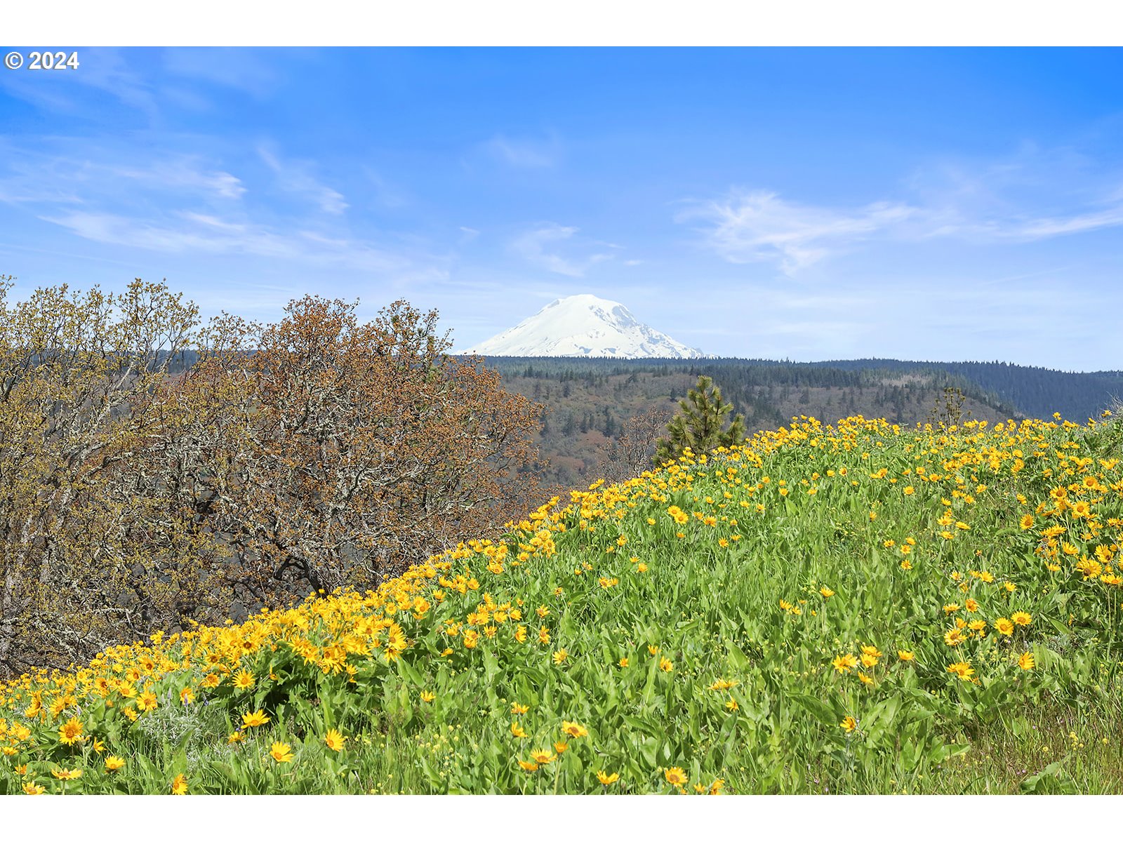 190 Oda Knight Road Lyle, WA 98635 - Photo 5 of 48 Gallery Image 5