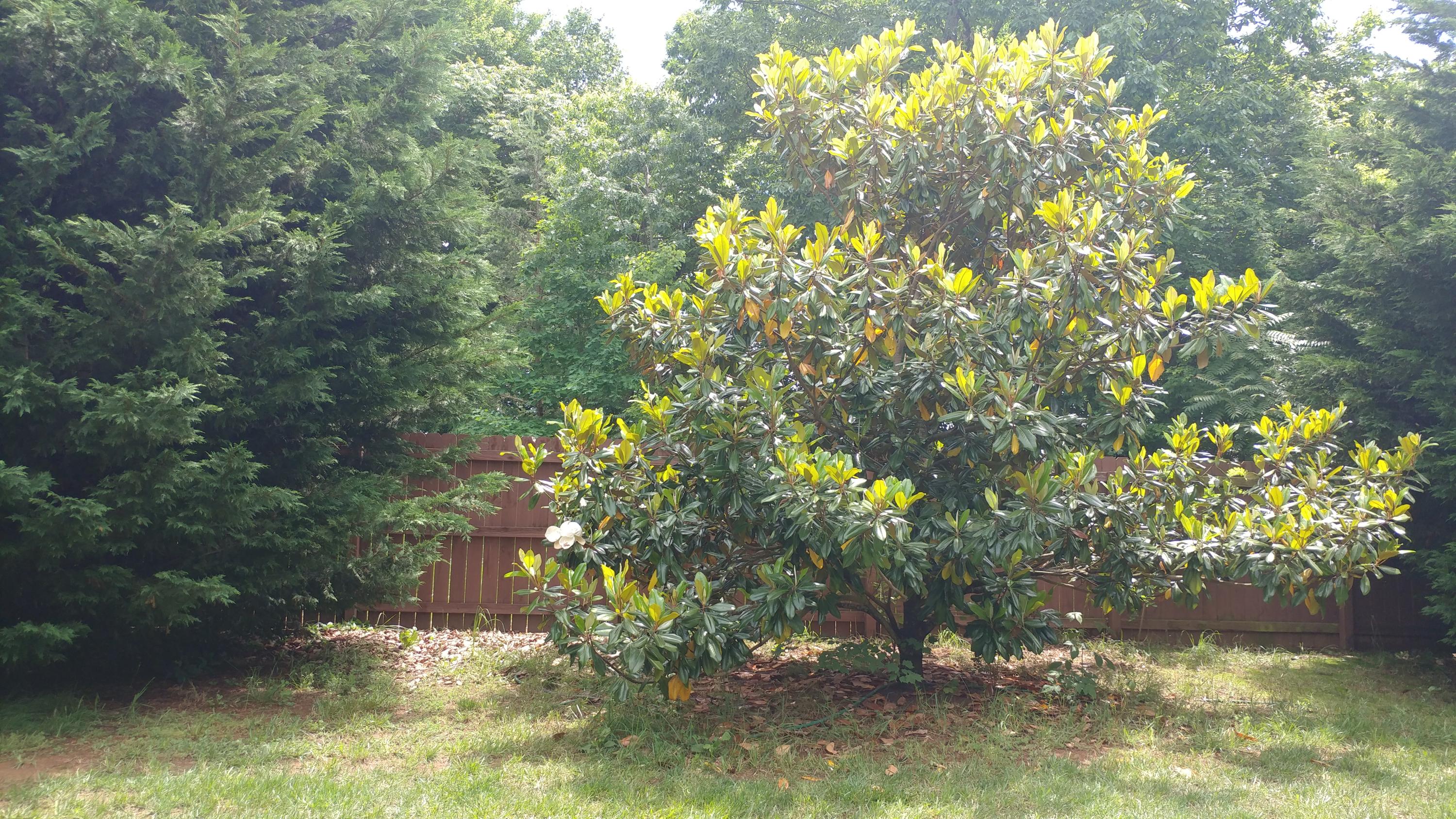 3997 Diamond Hill Road Moneta, VA 24121 - Photo 14 of 42 back yard