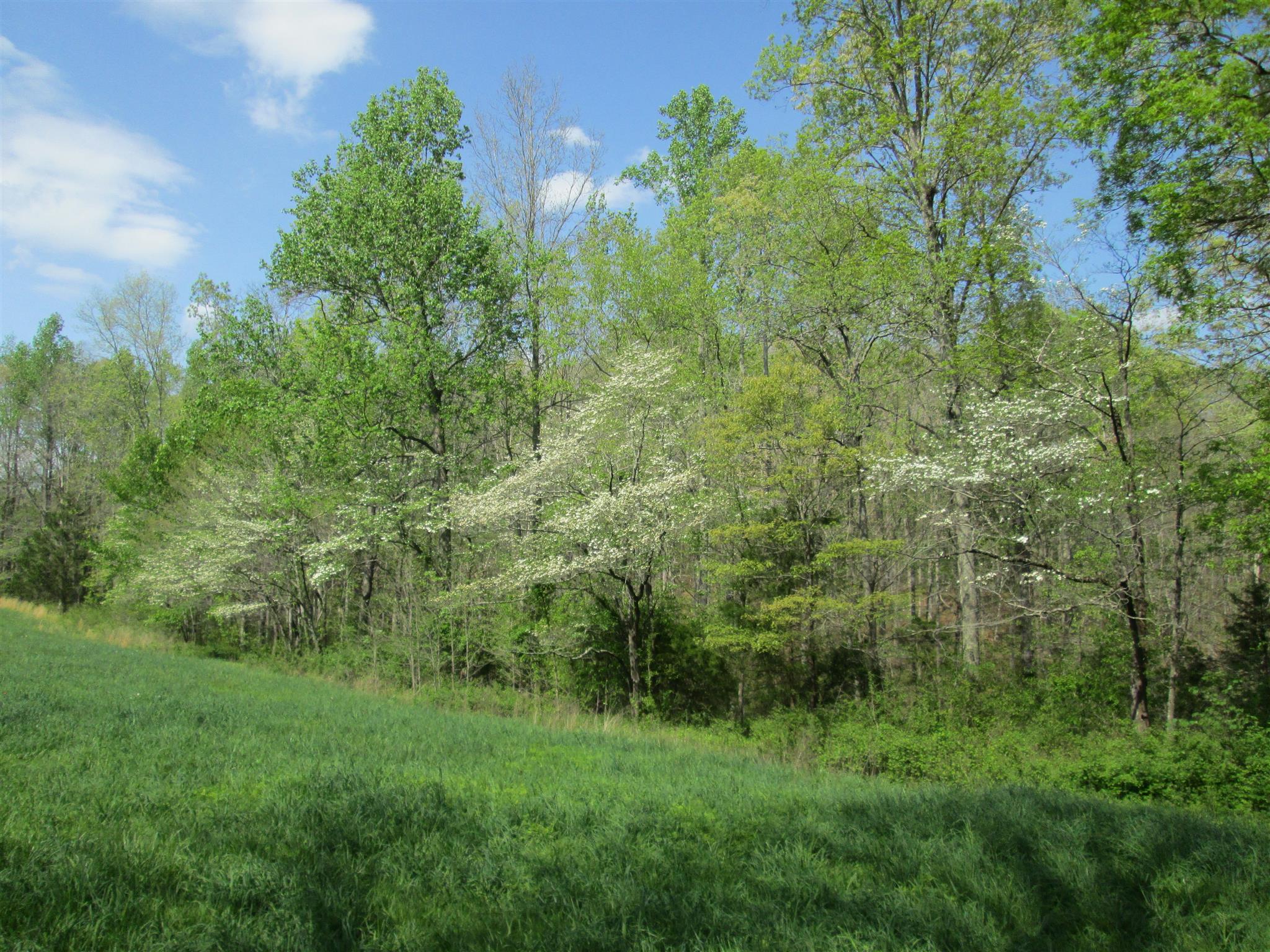 162 Mint Springs Road Ethridge, TN 38456 - Photo 7 of 7 Gallery Image 7