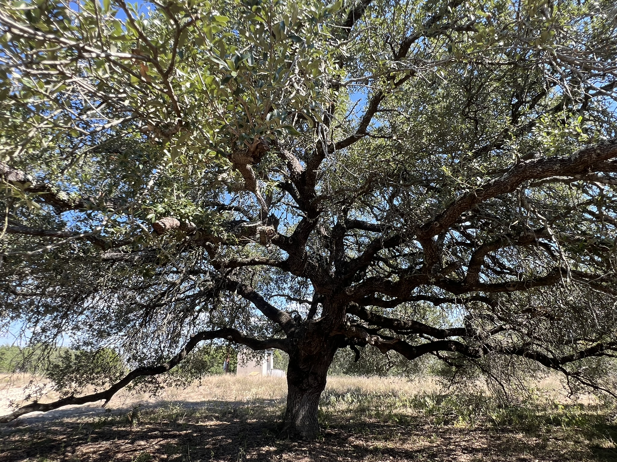12609 Pauls Valley Road Austin, TX 78737 - Photo 1 of 1 Large Live Oaks