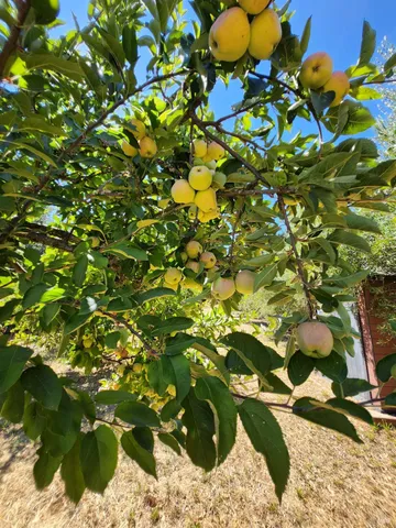 $1,495,000 | 1275 Summit Lake Drive, Angwin, CA 94508