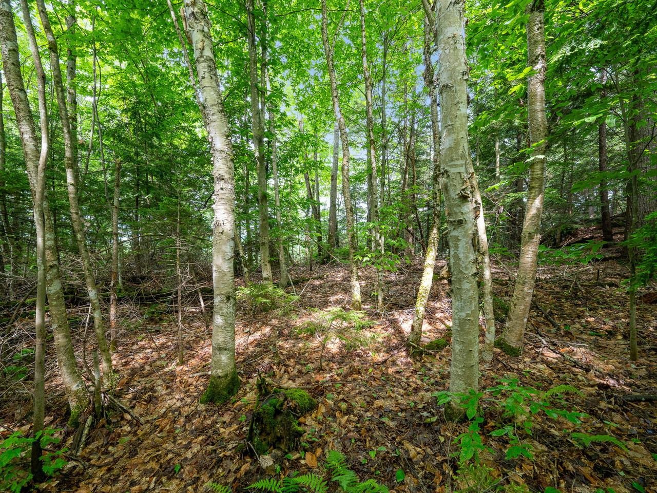 Tbd Sholan Road Morristown, VT 05661 - Photo 15 of 17