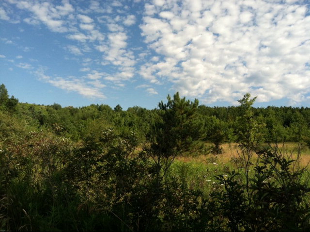 Locker Road Rimersburg, PA 16248 - Photo 1 of 1 a view of a city with lush green forest