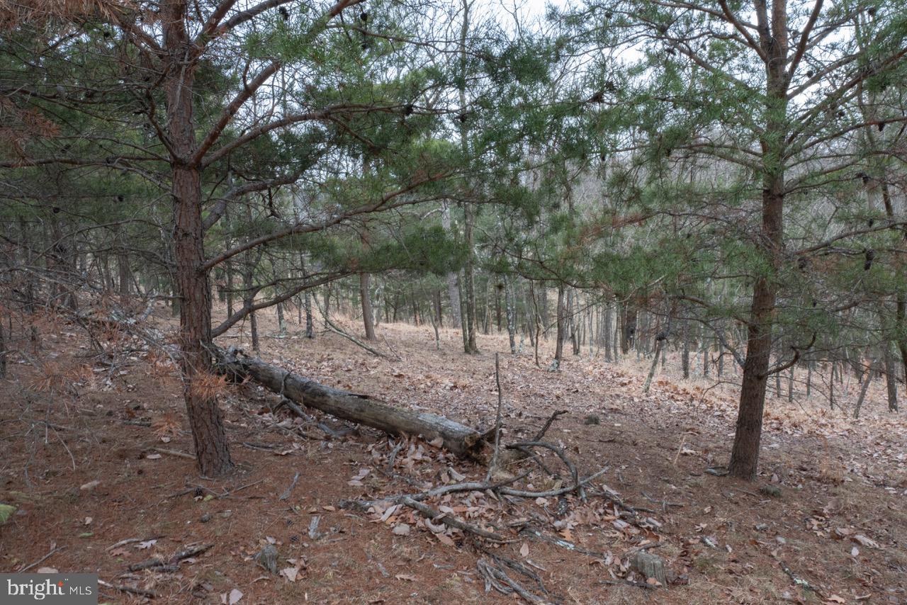 Lot 35 Montevideo Road Berkeley Springs, WV 25411 - Photo 10 of 11 Gallery Image 10