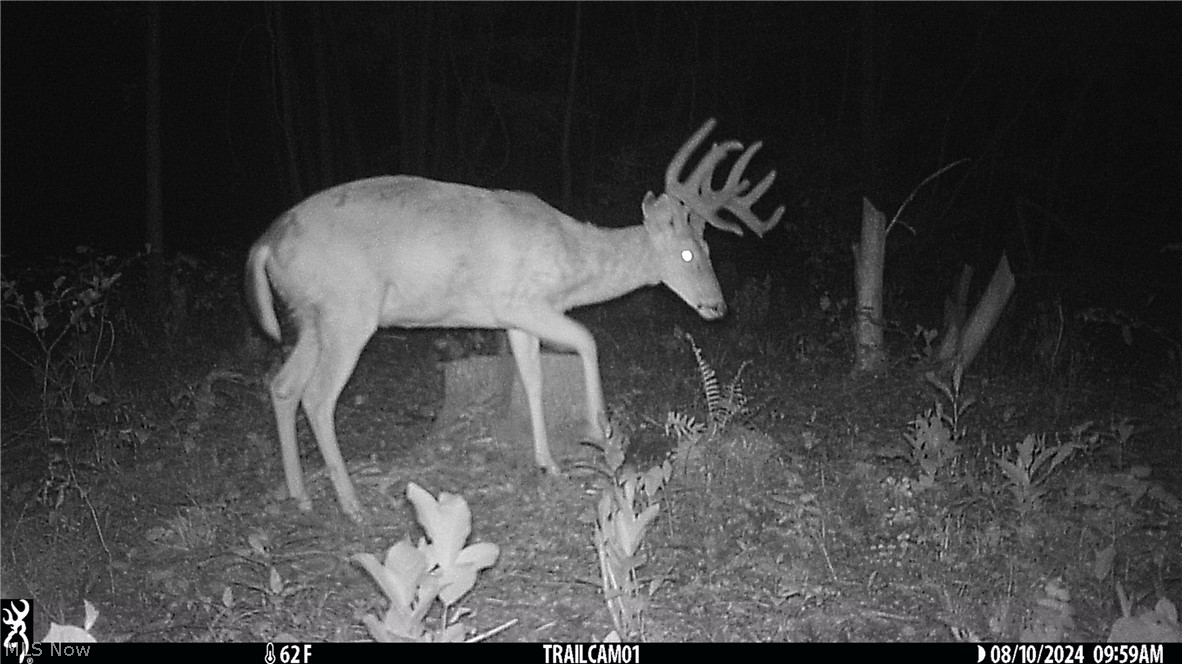 Marlott Run Road Kimbolton, OH 43749 - Photo 49 of 49