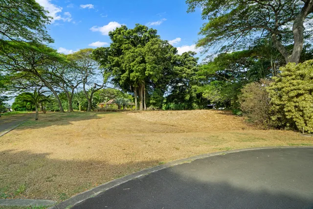 a view of large trees with yard