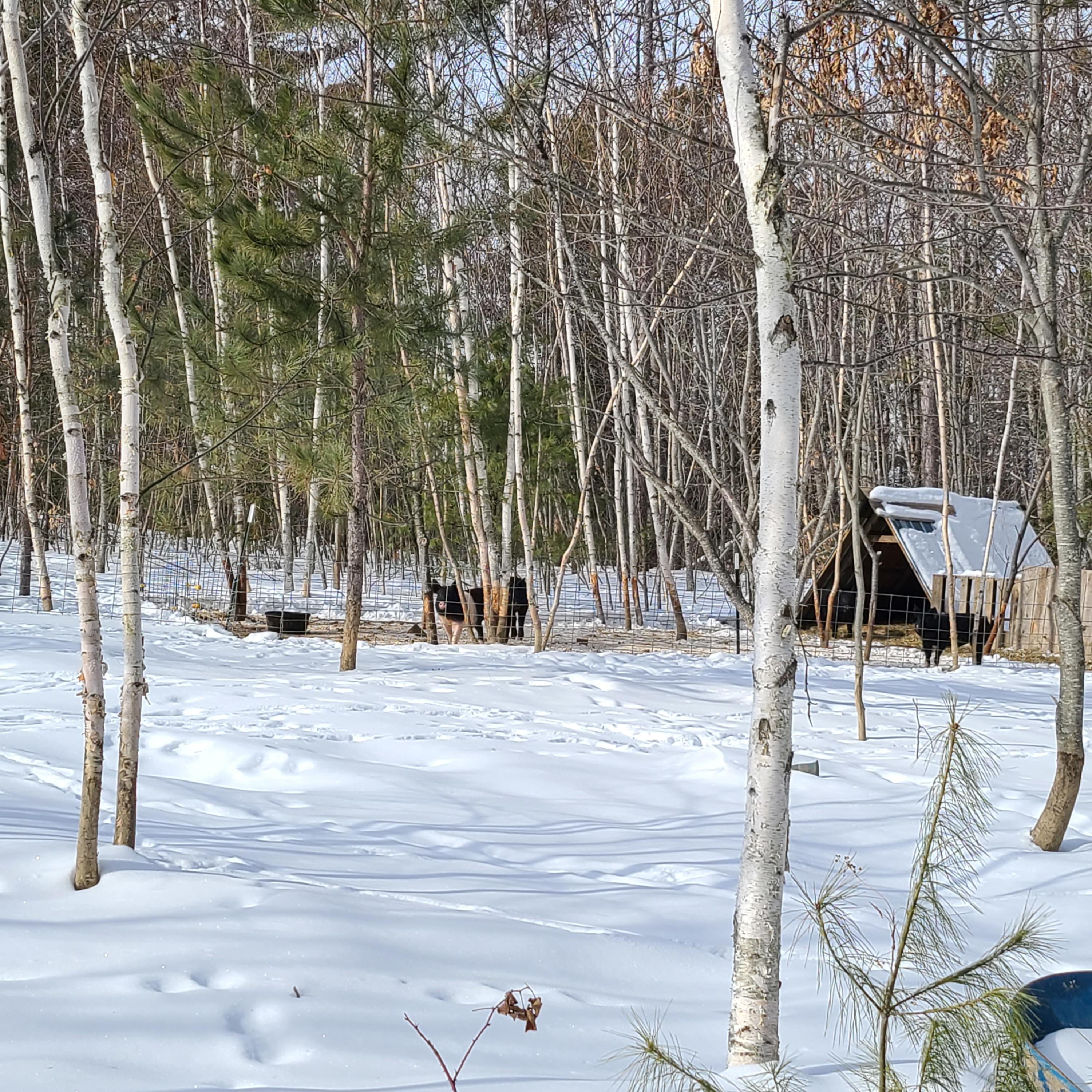122 French Road North Searsmont, ME 04973 - Photo 39 of 41 20210215_101413