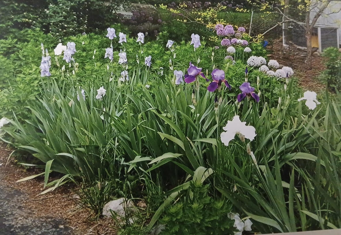18300 14 Mile Road Marshall, MI 49068 - Photo 26 of 32 Iris