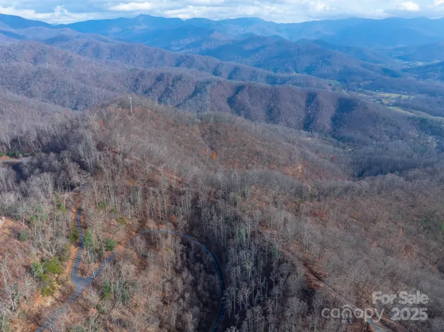 a view of a tree in a forest