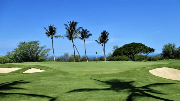 a view of a palm and palm trees