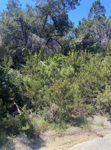 a view of a forest with a tree