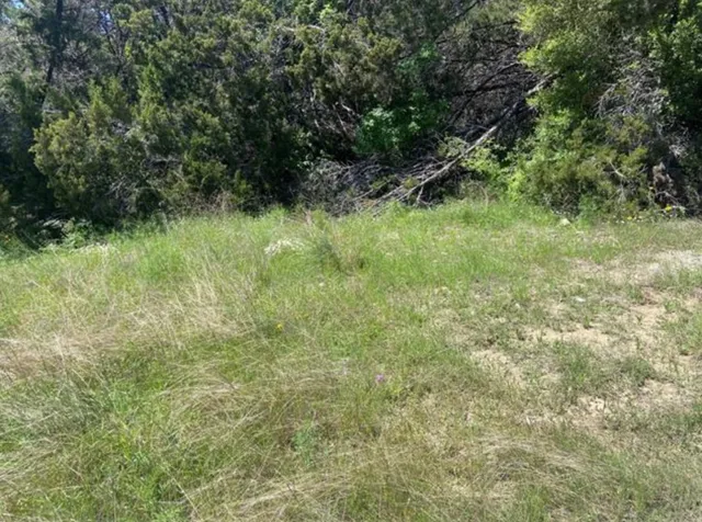 a view of a green field with plants in the background