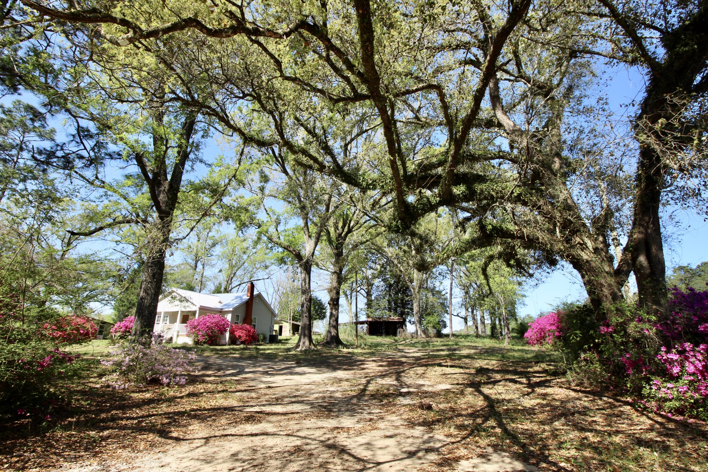 36 Williams Road DeFuniak Springs, FL 32433 - Photo 3 of 40 a picture of trees