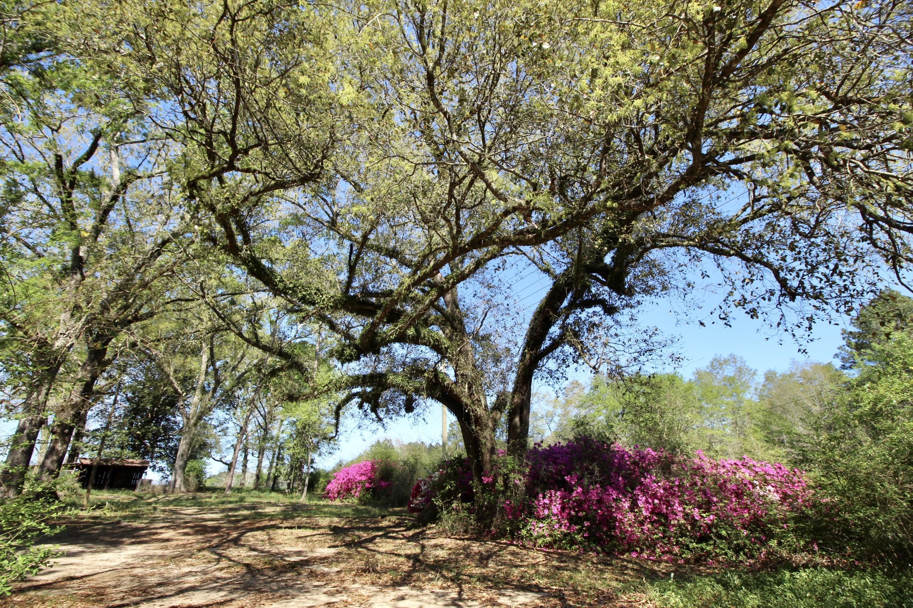 36 Williams Road DeFuniak Springs, FL 32433 - Photo 4 of 40 a backyard of a house with lots of green space and trees