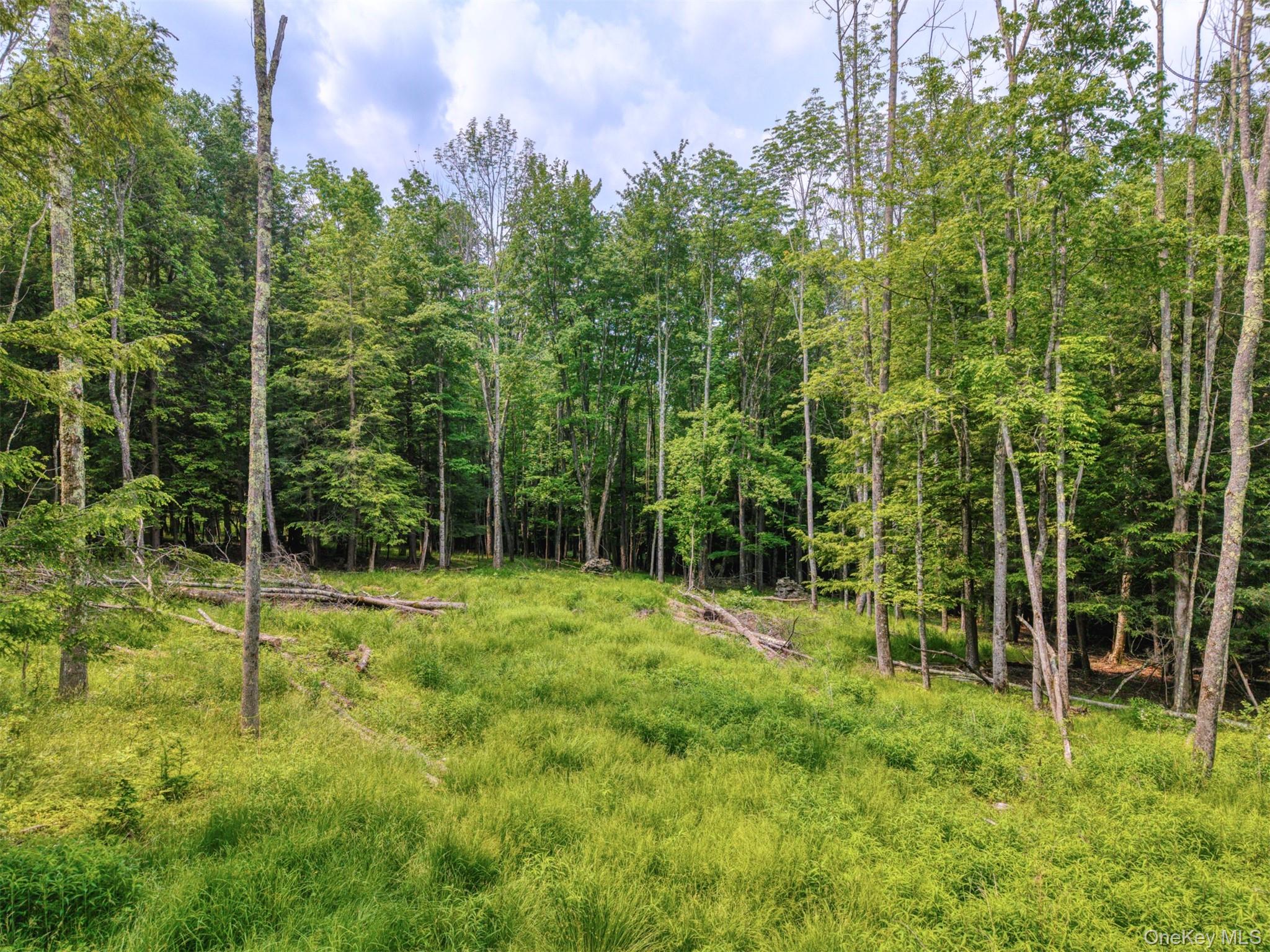 Tbd Boulder Brook Road Windham, NY 12496 - Photo 5 of 46 View of yard featuring a forest view
