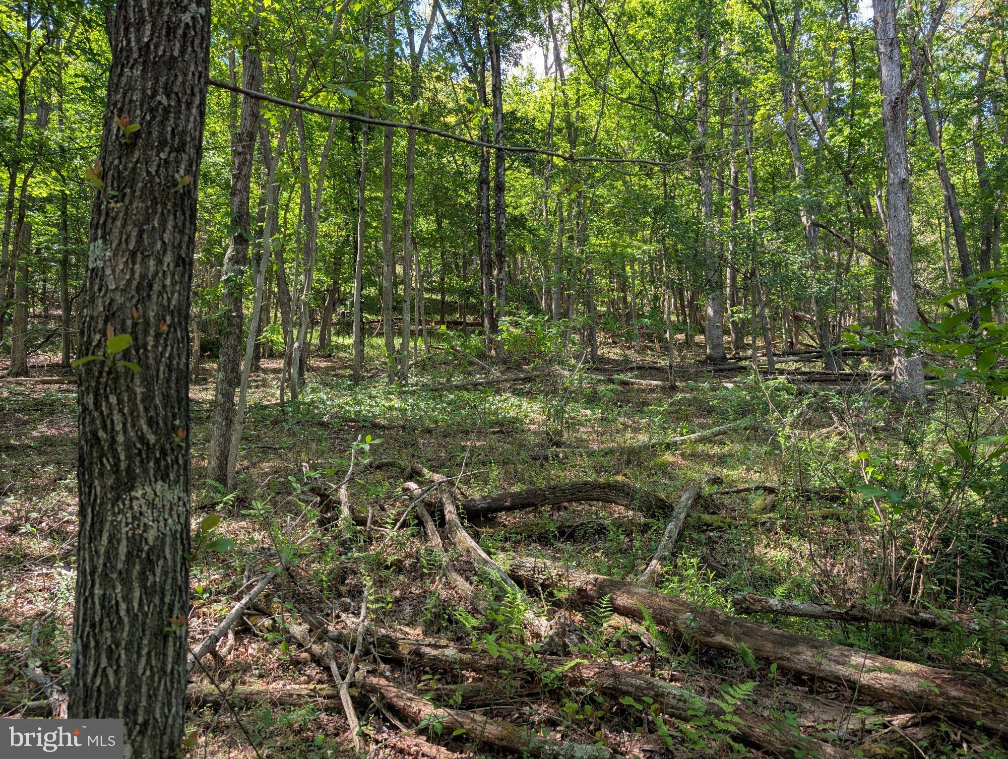 301 Bottom Road Great Cacapon, WV 25422 - Photo 4 of 11 a view of outdoor space and trees