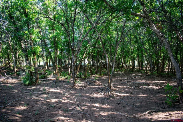 a view of a tree in a yard