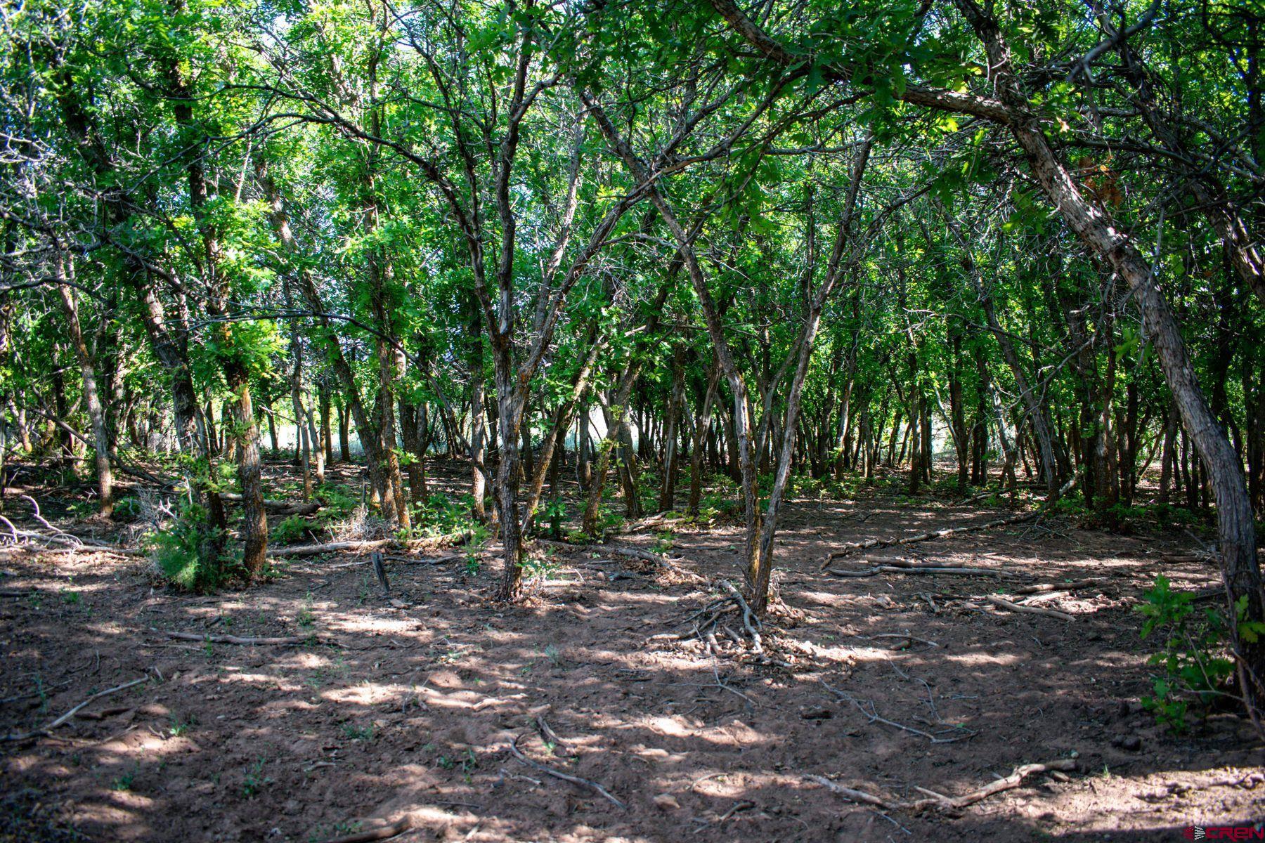 Undisclosed Address Gateway, CO 81522 - Photo 40 of 45 a view of a tree in a yard