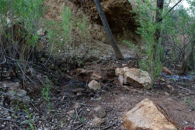 a view of a yard with plants and large trees