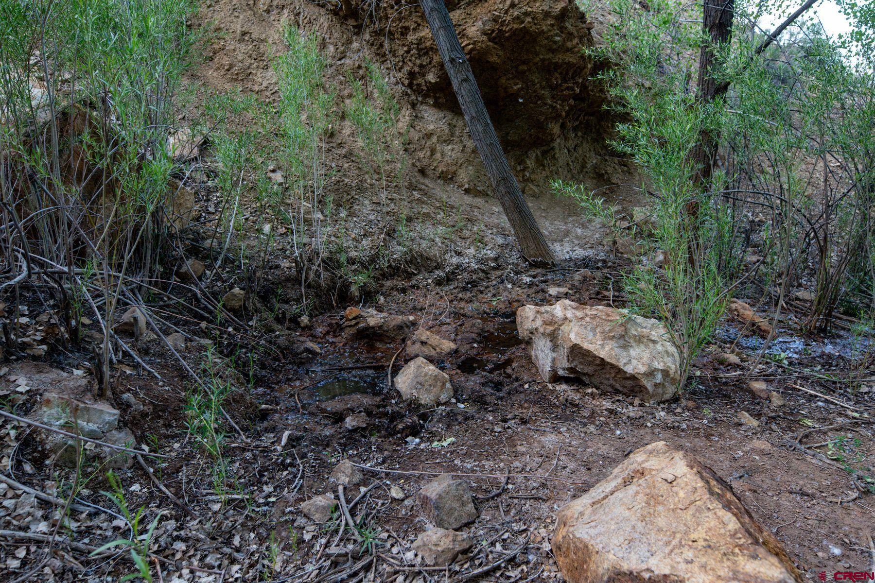 Undisclosed Address Gateway, CO 81522 - Photo 44 of 45 a view of a yard with plants and large trees