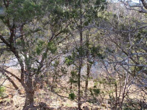 a view of a tree in a yard