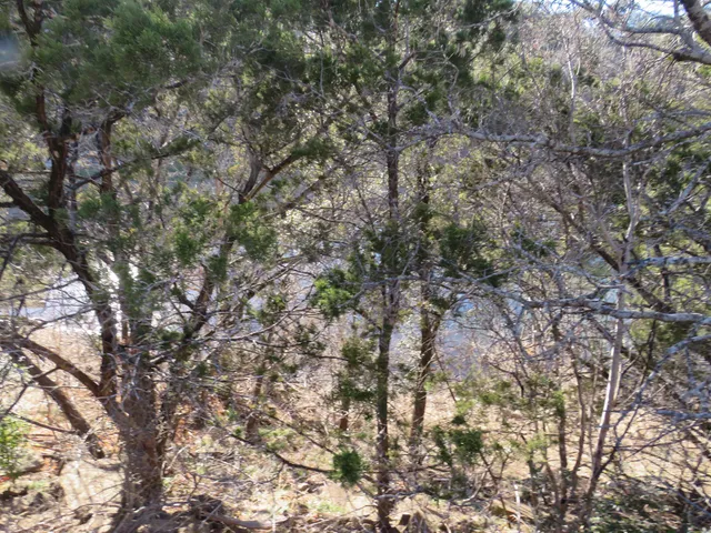 a view of a tree in a yard