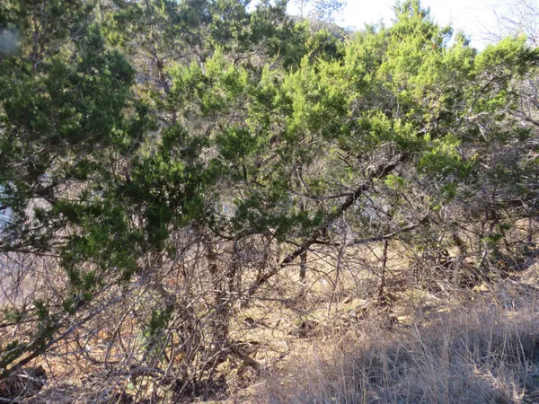 a view of a yard with a tree