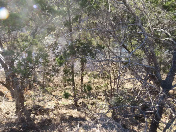 a view of a tree