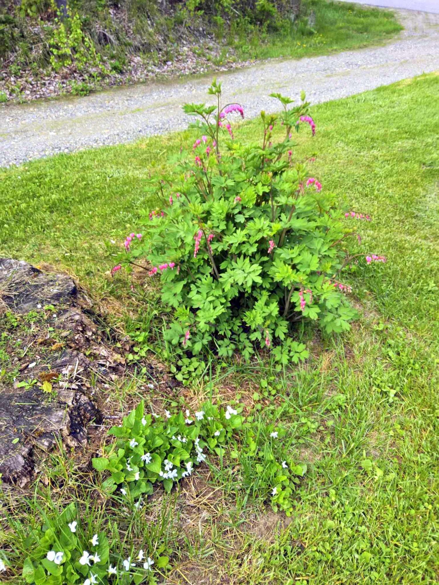 1190 Fairbanks Road Farmington, ME 04938 - Photo 64 of 66 Flowers3