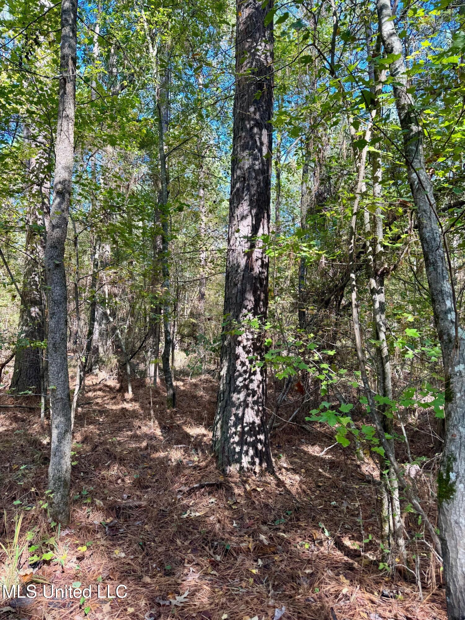 1218 Ms 9 Calhoun City, MS 38916 - Photo 11 of 22 10