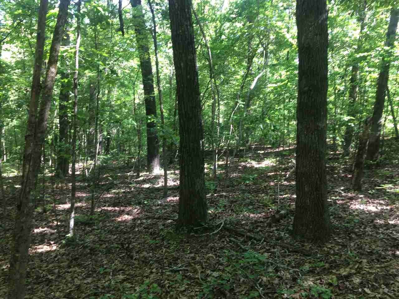 0 Ferguson Store Road Selmer, TN 38375 - Photo 1 of 12 Gallery Image 1