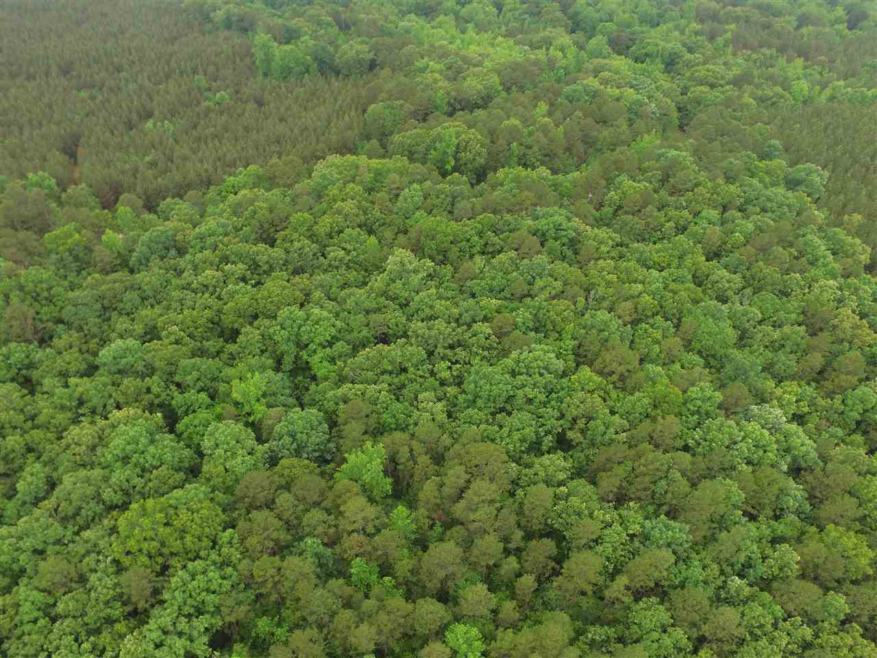 0 Ferguson Store Road Selmer, TN 38375 - Photo 12 of 12 Gallery Image 12