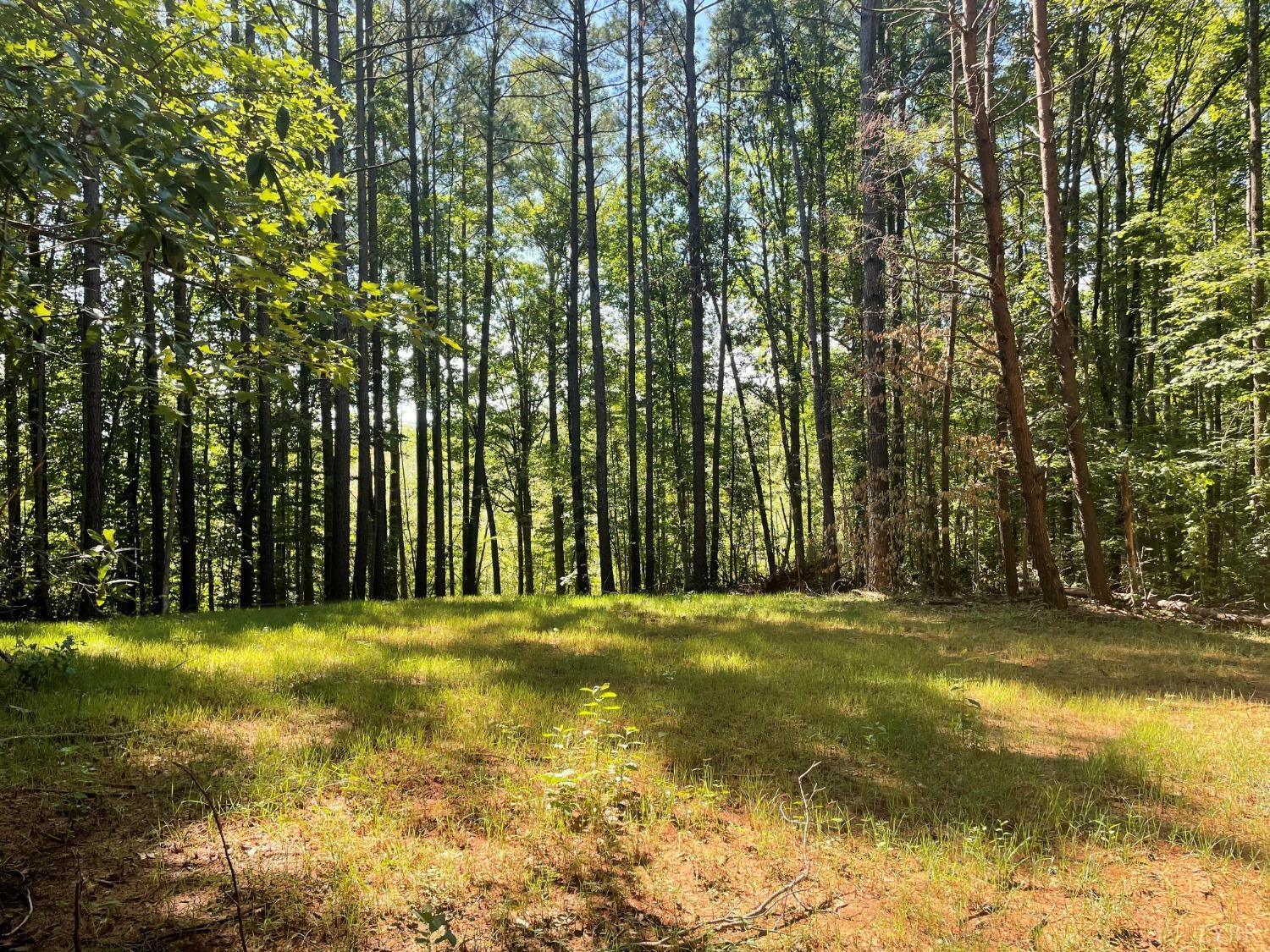 0 Reverend Coleman Road Clover, VA 24534 - Photo 3 of 17 a view of a trees in a yard