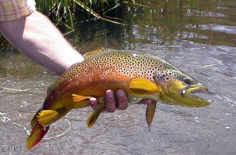 341 Corral Trail Silverthorne, CO 80498 - Photo 10 of 19 a backyard of a house with table and chairs
