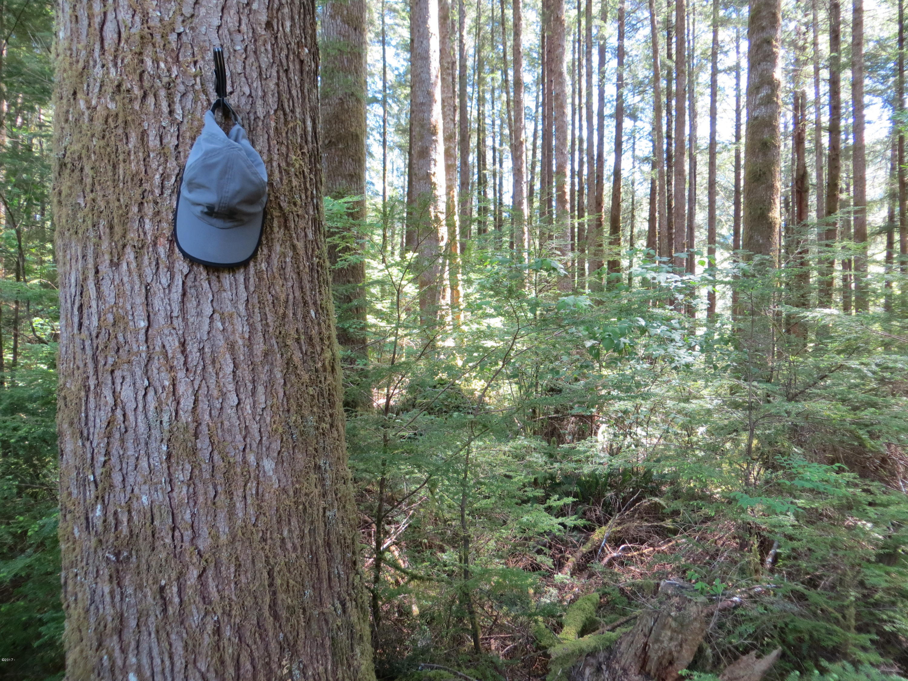 Lot 15 Hamer Road Siletz, OR 97380 - Photo 9 of 23 Timber property