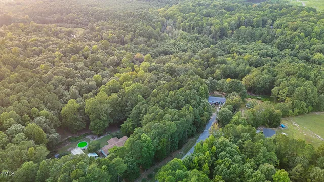 a view of a forest with plants and bench