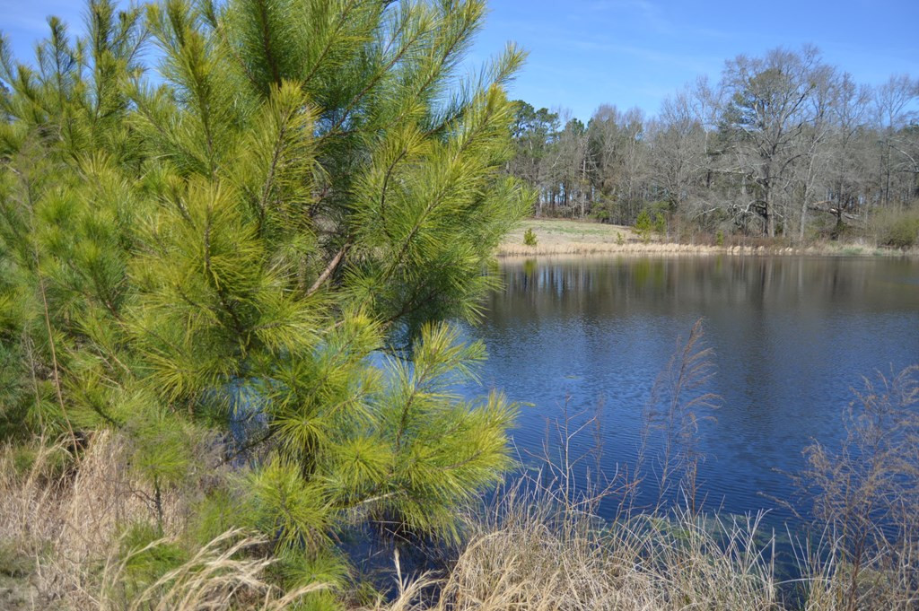 0 Mayo Road Ridge Spring, SC 29129 - Photo 5 of 14