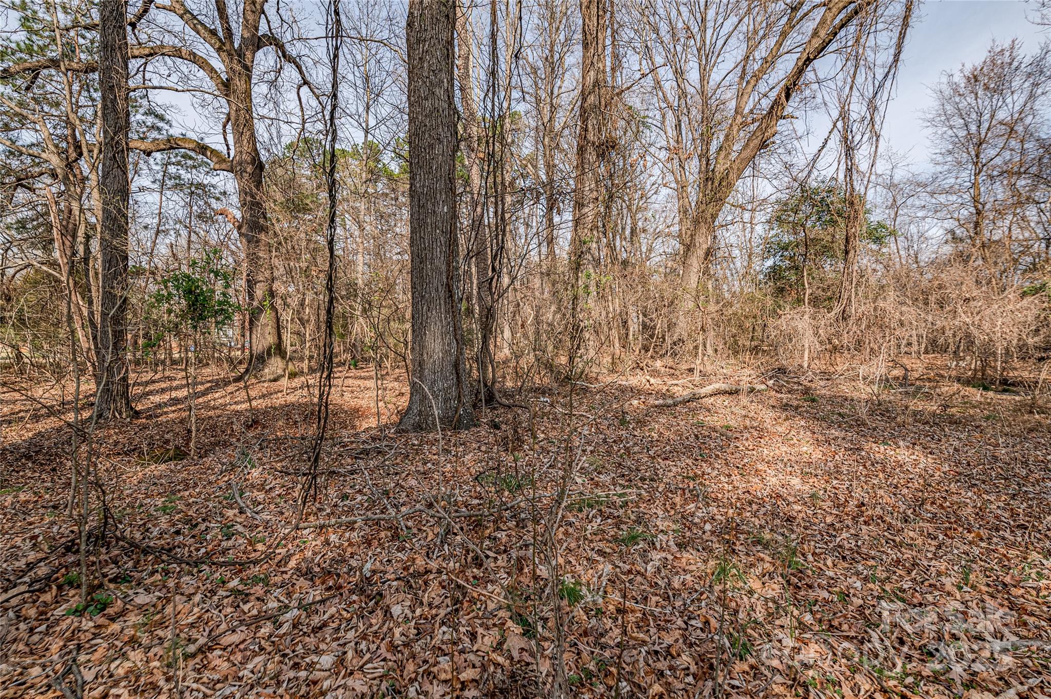 13216 Lawyers Road Mint Hill, NC 28227 - Photo 7 of 17 a view of a yard with trees