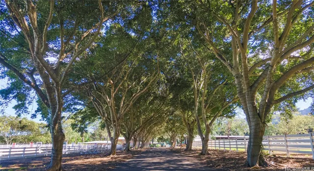 a tree in the middle of a yard