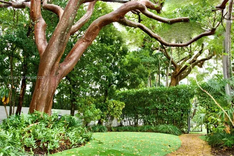a view of tree