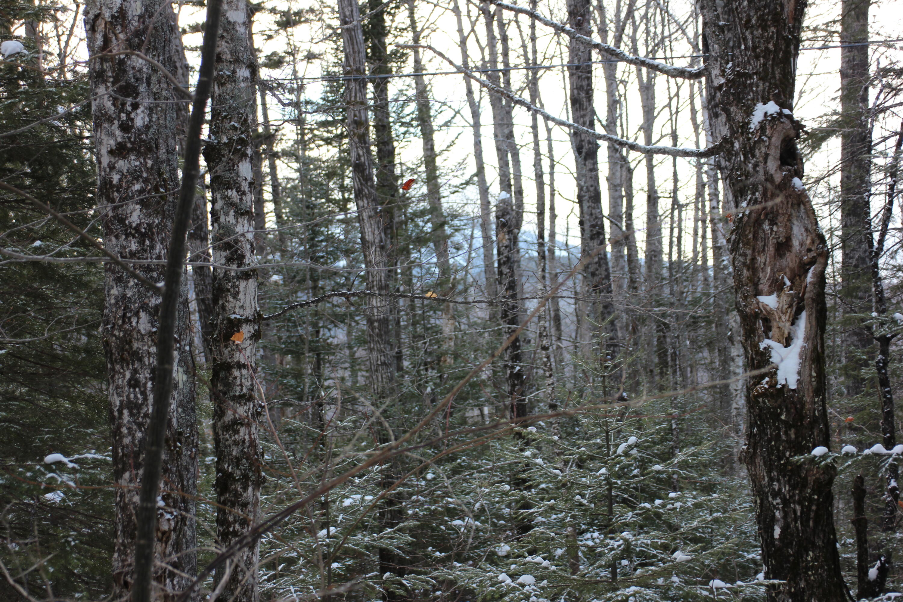 2018 Fox Hollow Road Kingfield, ME 04947 - Photo 2 of 3 Wooded Lot