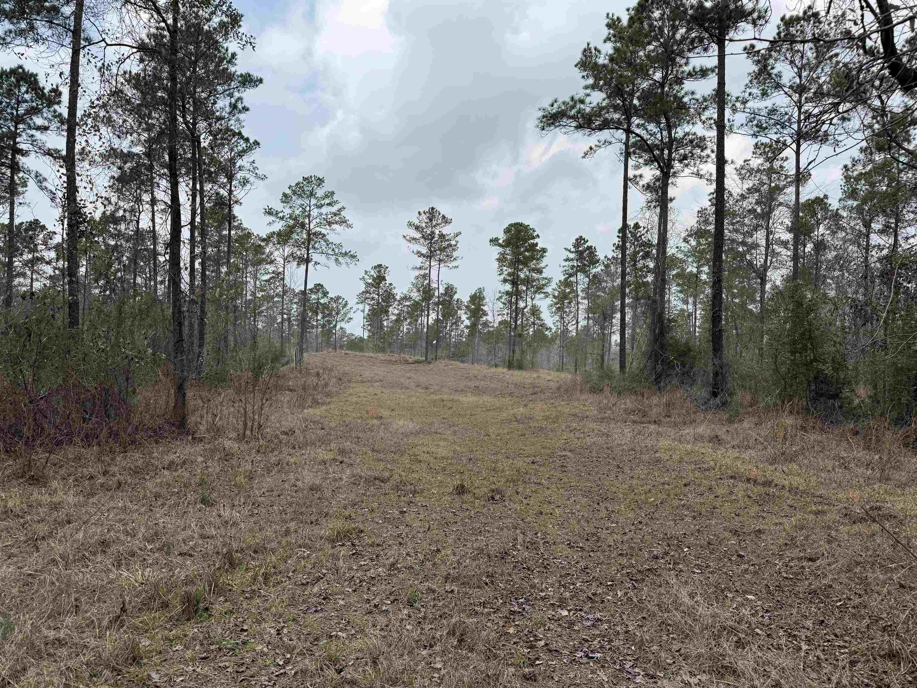 90 County Divide Road Bronson, TX 75930 - Photo 2 of 20