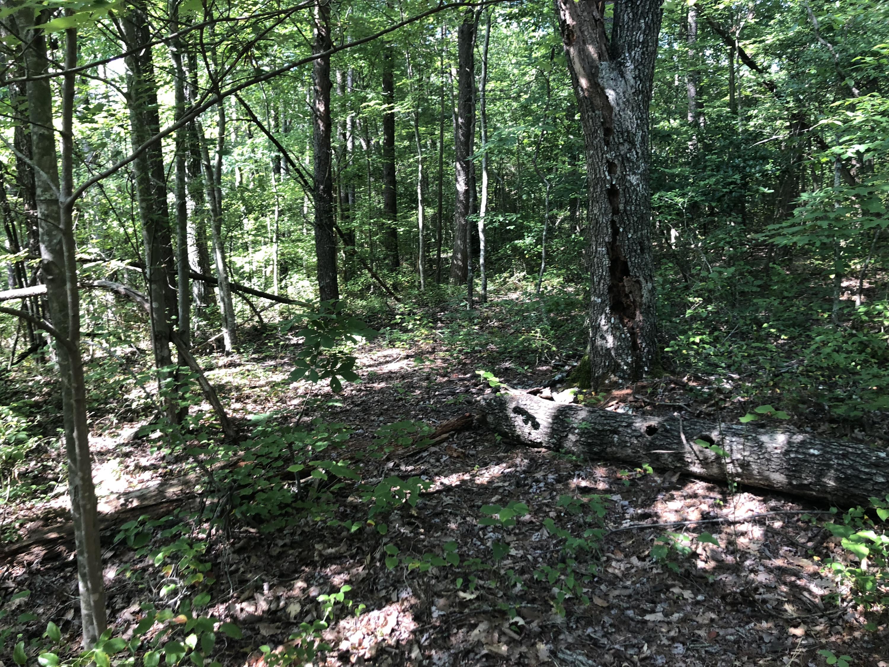 0 Kline Cove Road Trenton, GA 30752 - Photo 17 of 24 IMG_2340
