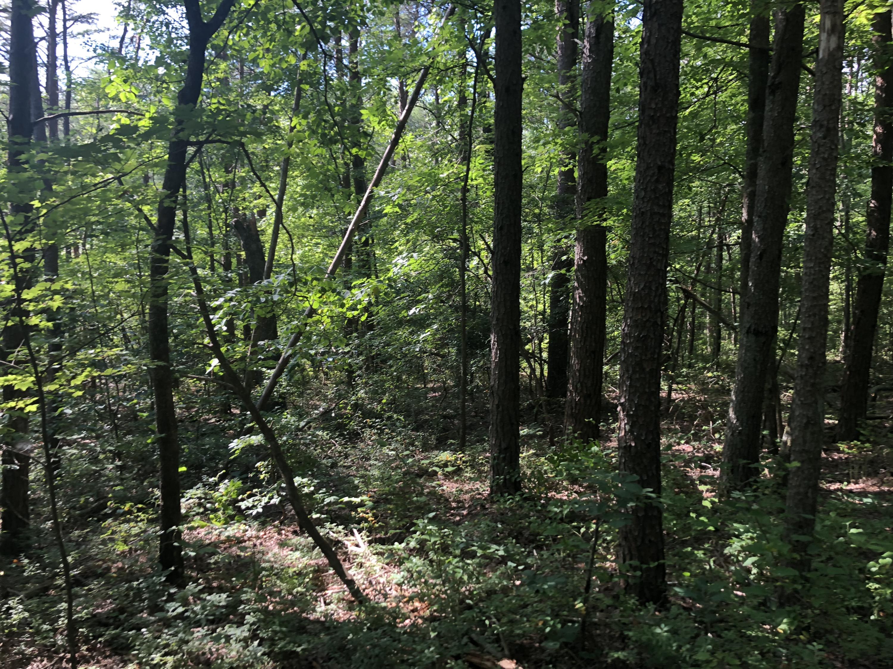 0 Kline Cove Road Trenton, GA 30752 - Photo 19 of 24 IMG_2342